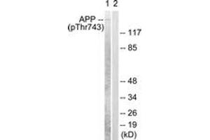 Western blot analysis of extracts from HeLa cells, using Amyloid beta A4 (Phospho-Thr743/668) Antibody.