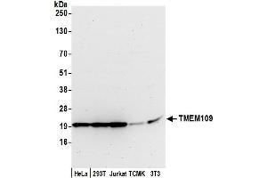 anti-Transmembrane Protein 109 (TMEM109) (AA 25-75) antibody