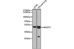 Western blot analysis of extracts of various cell lines using ANGPT1 Polyclonal Antibody at dilution of 1:1000. (Angiopoietin 1 Antikörper)