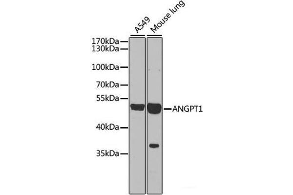 Angiopoietin 1 抗体