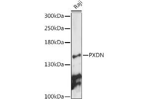Western blot analysis of extracts of Raji cells, using PXDN antibody (ABIN7269230) at 1:1000 dilution. (Peroxidasin Antikörper)