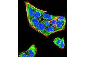 Immunofluorescence analysis of Hela cells using Rab5a mouse mAb (green). (RAB5 Antikörper  (AA 1-215))