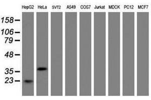 Image no. 4 for anti-Jun Proto-Oncogene (JUN) antibody (ABIN1498940) (C-JUN Antikörper)