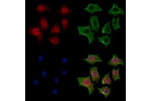 ABIN7094280 and ABIN7098327 staining HepG2 cells by IF/ICC. (HNRNPR Antikörper  (C-Term))