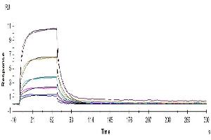 Surface Plasmon Resonance (SPR) image for Tumor Necrosis Factor Receptor Superfamily, Member 14 (TNFRSF14) (AA 39-202) protein (Fc Tag) (ABIN7274832)