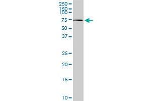 CHDH MaxPab rabbit polyclonal antibody. (CHDH Antikörper  (AA 1-594))