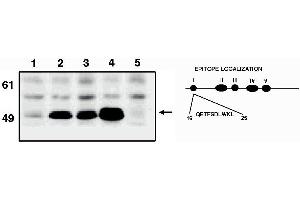 Image no. 1 for anti-Tumor Protein P53 (TP53) (AA 16-30) antibody (ABIN201597) (p53 Antikörper  (AA 16-30))