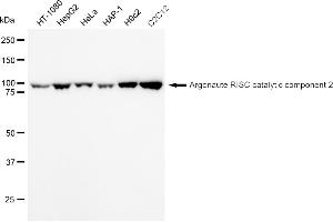 Western blotting analysis using Argonaute RISC catalytic component 2 antibody (ABIN7797650). (Rekombinanter AGO2 Antikörper)