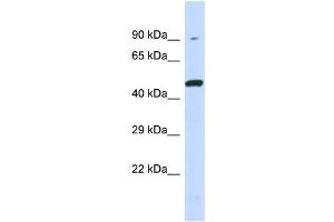 Host:  Rabbit  Target Name:  KIR3DL1  Sample Type:  293T Whole Cell lysates  Antibody Dilution:  1. (KIR3DL1 Antikörper  (Middle Region))