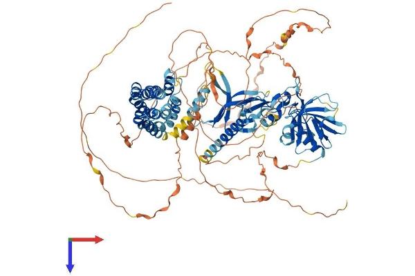 FGD1 Protein (AA 1-960) (His tag)