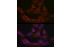 Immunofluorescence (IF) image for anti-Bone Marrow Proteoglycan (PRG2) (AA 17-222) antibody (ABIN3016204)