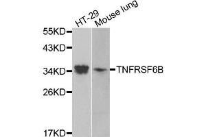 Western blot analysis of extracts of various cells, using TNFRSF6B antibody. (TNFRSF6B Antikörper)