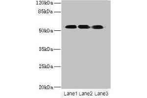 Western blot All lanes: FZR1 antibody at 6 μg/mL Lane 1: Hela whole cell lysate Lane 2: Jurkat whole cell lysate Lane 3: 293T whole cell lysate Secondary Goat polyclonal to rabbit IgG at 1/10000 dilution Predicted band size: 56, 55, 45 kDa Observed band size: 56 kDa (FZR1 Antikörper  (AA 1-493))