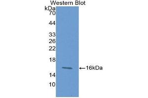 Western Blotting (WB) image for anti-Chemokine (C-X-C Motif) Ligand 27 (AA 25-112) antibody (ABIN2118203)