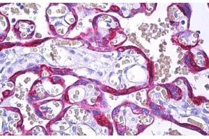 Anti-MFGE8 / MFG-E8 antibody IHC staining of human placenta, trophoblast. (MFGE8 Antikörper)