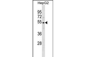 PKNOX1 Antibody (C-term) (ABIN1537248 and ABIN2838326) western blot analysis in HepG2 cell line lysates (35 μg/lane).