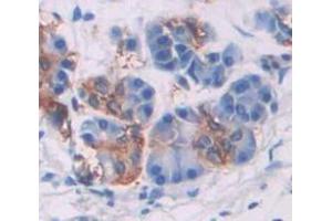 IHC-P analysis of Human Tissue, with DAB staining. (SMPD2 Antikörper  (AA 2-236))