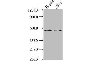 Western Blot Positive WB detected in: HepG2 whole cell lysate, 293T whole cell lysate All lanes: PSMD4 antibody at 1:2000 Secondary Goat polyclonal to rabbit IgG at 1/50000 dilution Predicted band size: 41, 29 kDa Observed band size: 41 kDa (PSMD4/ASF Antikörper  (Regulatory Subunit 4))