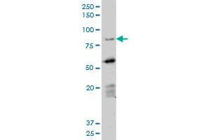 Western Blotting (WB) image for anti-Deleted in Azoospermia 1 (DAZ1) (AA 21-120) antibody (ABIN514880)