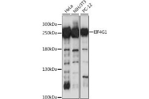 Western blot analysis of extracts of various cell lines, using EIF4G antibody (ABIN1872506) at 1:1000 dilution. (EIF4G1 Antikörper)