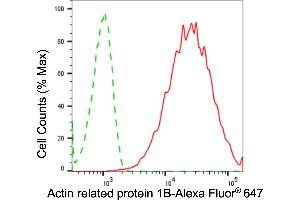 Flow cytometric analysis of actin related protein 1B expression in HepG2 cells using actin related protein 1B antibody (ABIN7797652), 1:2,000). (Rekombinanter ACTR1B Antikörper)