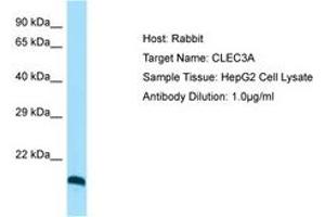 Image no. 1 for anti-C-Type Lectin Domain Family 3, Member A (CLEC3A) (C-Term) antibody (ABIN6750092) (CLEC3A Antikörper  (C-Term))