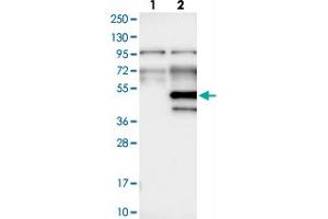 Western blot analysis of Lane 1: Negative control (vector only transfected HEK293T lysate), Lane 2: Over-expression Lysate (Co-expressed with a C-terminal myc-DDK tag (~3. (WDR89 Antikörper)