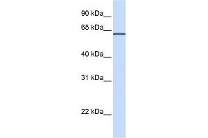 WB Suggested Anti-ITFG1 Antibody Titration:  0.