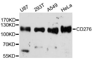 Western blot analysis of extracts of various cell lines, using CD276 antibody. (CD276 Antikörper)