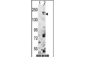 Western blot analysis of SETDB1(arrow) using rabbit polyclonal SETDB1 Antibody (C-term) (ABIN387924 and ABIN2844389). (SETDB1 Antikörper  (C-Term))