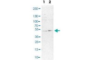 Western Blot (Cell lysate) analysis of (1) NIH-3T3 cell lysate and (2) NBT-II cell lysate (Rat Wistar bladder tumour cells). (UBAC1 Antikörper)
