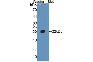Figure. (HMGB4 Antikörper  (AA 25-167))