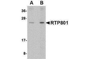 Image no. 1 for anti-DNA-Damage-Inducible Transcript 4 (DDIT4) (Internal Region) antibody (ABIN1493798) (DDIT4 Antikörper  (Internal Region))