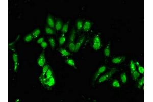 Immunofluorescent analysis of Hela cells using ABIN7147793 at dilution of 1:100 and Alexa Fluor 488-congugated AffiniPure Goat Anti-Rabbit IgG(H+L) (CLOCK Antikörper  (AA 577-846))