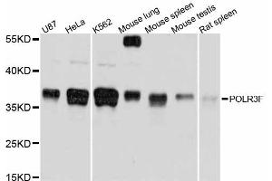 Western blot analysis of extracts of various cell lines, using POLR3F antibody (ABIN5998568) at 1/1000 dilution. (POLR3F Antikörper)