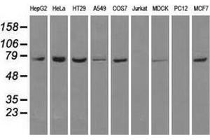 Western blot analysis of extracts (35 µg) from 9 different cell lines by using anti-HSPA1A monoclonal antibody. (HSP70 1A Antikörper)