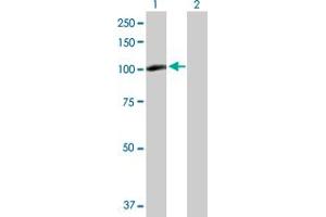 Western Blot analysis of PDXDC1 expression in transfected 293T cell line by PDXDC1 MaxPab polyclonal antibody. (PDXDC1 Antikörper  (AA 1-788))