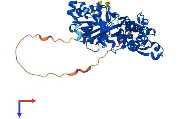 Actl7b Protein (AA 1-415) (His tag)