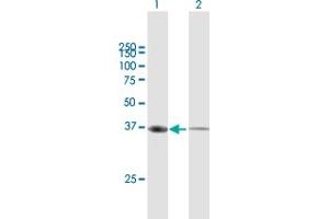 Western Blot analysis of ANXA1 expression in transfected 293T cell line by ANXA1 MaxPab polyclonal antibody.