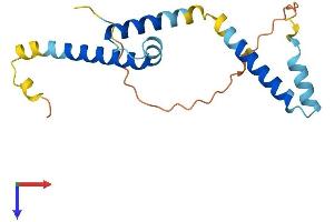 HES5 Protein (AA 1-166) (His tag)