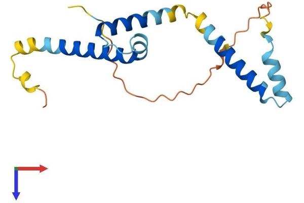 HES5 Protein (AA 1-166) (His tag)