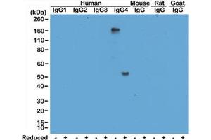 Western blot of human, mouse, rat, and goat IgG shows the recombinant Human IgG4 antibody reacts to hIgG4, in both whole molecule (~150kDa, non-reduced) and heavy chain (~50kDa, reduced) forms. (Rekombinanter Kaninchen anti-Human IgG4 Antikörper)