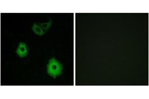 Immunofluorescence analysis of A549 cells, using OR5H6 Antibody. (OR5H6 Antikörper  (AA 215-264))