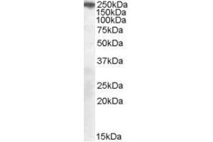 Image no. 1 for anti-Sortilin-Related Receptor, L(DLR Class) A Repeats Containing (SORL1) (C-Term) antibody (ABIN374076) (SORL1 Antikörper  (C-Term))