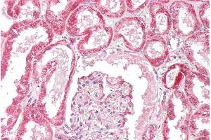 ABIN190918 (5µg/ml) staining of paraffin embedded Human Kidney. (OSBPL5 Antikörper  (N-Term))