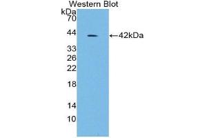 Western Blotting (WB) image for anti-Insulin (INS) antibody (ABIN1868716) (Insulin Antikörper)