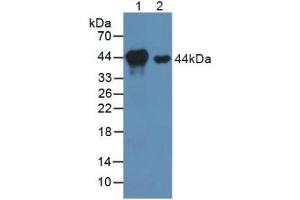 Figure. (MEK1 Antikörper  (AA 54-369))