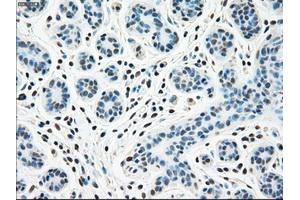 Immunohistochemical staining of paraffin-embedded breast tissue using anti-STK3 mouse monoclonal antibody.