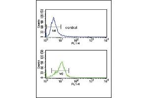 CRHR2 Antibody (N-term) (ABIN390757 and ABIN2841015) flow cytometry analysis of K562 cells (bottom histogram) compared to a negative control cell (top histogram). (CRHR2 Antikörper  (N-Term))