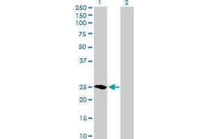 Western Blot analysis of MRAS expression in transfected 293T cell line by MRAS MaxPab polyclonal antibody.